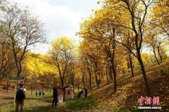 南宁黄花风铃木盛放美如